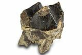 Fossil Eocene Coryphodon Mammal Tooth - Wyoming #316489-1